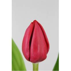Tulipan Hol. En Peu de Feu 40cm Rj.