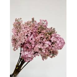 Lilas Hy Maidens Blush 40cm 2bl Rs.