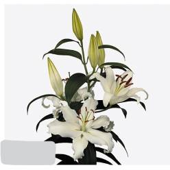 Oriental  Helvetia 85cm 3/4 fl. Bl.