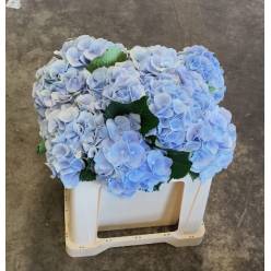 Hortensia Hol. Verena Azul 50cm �18/20