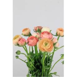 Ranunculos Hol. Elegance Salmon 45cm 40gr