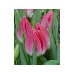 Tulipan Hol. Bolroyal Pink 35cm