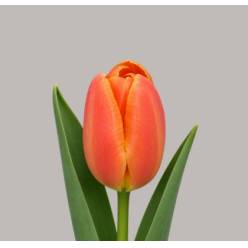 Tulipan Hol. Orange Juice 35cm