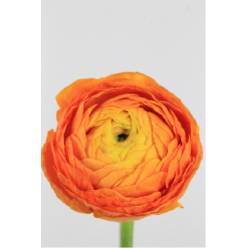 Ranunculos Hol. El Orange 45cm 35gr