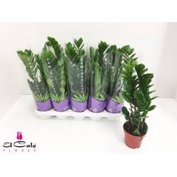 P. Zamioculca Zamiifol 12/50cm x10  +3 Tallos