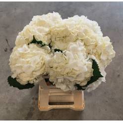 Hortensia Hol. Verena White 60cm �18/20