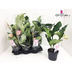 P. Medin Mag 17/55cm x6 3+flores