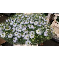 Nige D.Clou Lavender 70cm