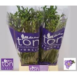 Fresia Hol. Delta River 50cm 20gr "T50"