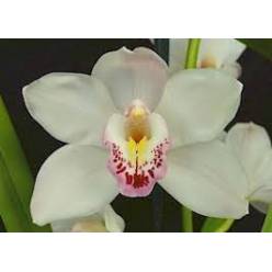 Cymbidium x6 Del Mar 80cm