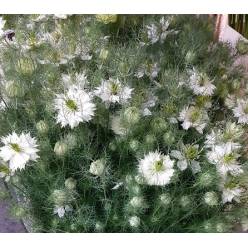 Nige D. Ov White 70cm