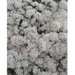 Flor de Arroz Blanca 60cm "Paquete"