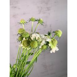 Scabiosa Nac. Blanca 60cm x10