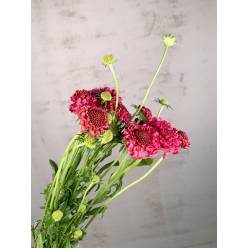 Scabiosa Nac. Roja 60cm