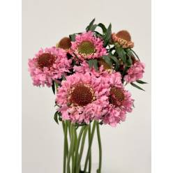 Scabiosa Nac. Rosa 60cm
