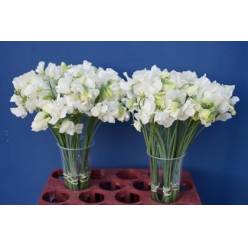 Lathyrus Wi Sunshine White 40cm "T50"