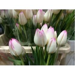 Tulipan Hol. First class Bicolor 40cm