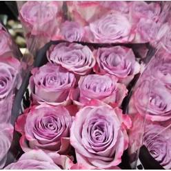 Rosa Hol. Overig 60cm
