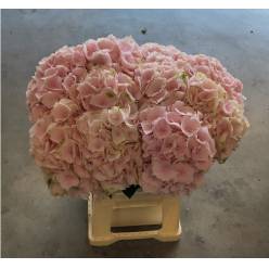 Hortensia Hol. Verena 60cm �20/22 Rosa