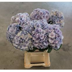 Hortensia Hol. Lolly Pop Blue 60cm �18/20