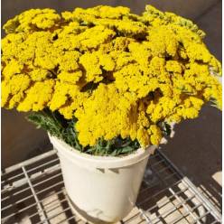 Achilea Nac. Amarilla 70cm " 6/8 Tallos "