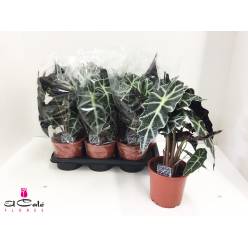 P. Alocasia Polly 17/50cm x6