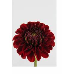 Dalia Hol. Red Fox 50cm x10 Rj