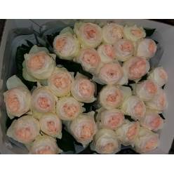 Rosa Hol. Emma Woodhouse 60cm