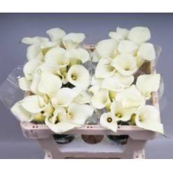 Calla Snowstar 55cm