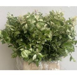 Pittosporum Nevato 50cm x10 Bic.