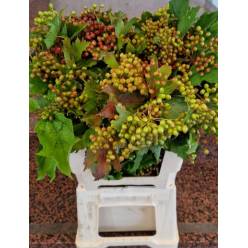 Viburnum Fruto Italia 55cm 200gr