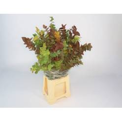 Eucalipto Italia Otoal 70cm 200gr.