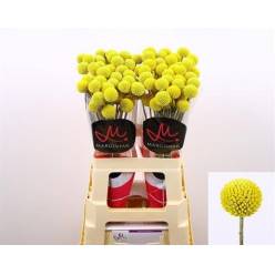 Craspedia Paint Pop 60cm "T25"