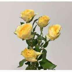 Ramificada Bandolero 40cm