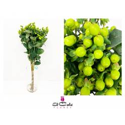 Hypericum Hol. Green Power 60cm A2