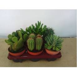P. Cactus Nac. Mixto 13/15cm x6