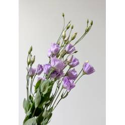 Lisiantus Nac. Malva 70cm