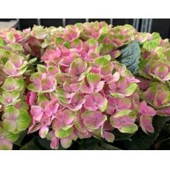 Hortensia Hol. Amethyst 60cm 16/18 Bic.