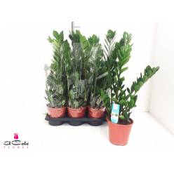 P. Zamioculca Zamiifol 17/75cm x6 +4 Matas