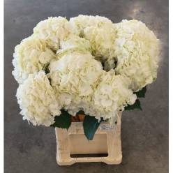 Hortensia Hol. Verena White 80cm �20/22