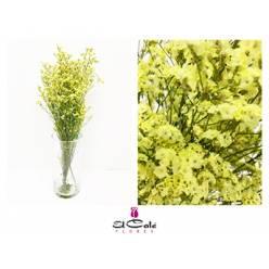 Limonium Nac. Hibrido Amarillo 60cm Paq.