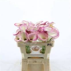 Calla Denver 50cm