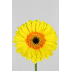 Gerbera Hol. Apollo Am. "T25"