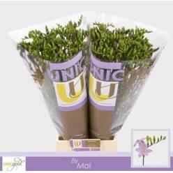 Fresia Hol. Blue Moon 55cm 20gr "T50"