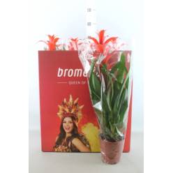 P. Guzmania Allura XL 15/70cm x8