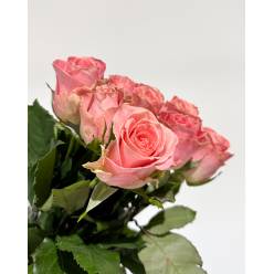 Rosa Hol. Hermosa 60cm x10