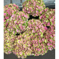 Hortensia Magic Coral 60cm x5 Bi 18/20 Bic.