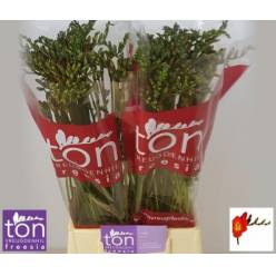 Fresia Hol. Red Passion 50cm 20gr "T50"