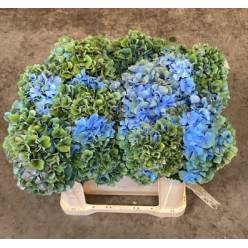 Hortensia Hol. Pimpernel Classic 50cm �18/20