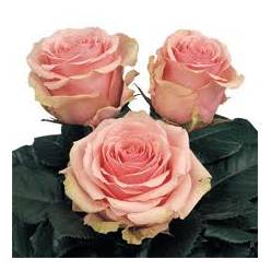 Rosa Ecu. Geraldine 40cm